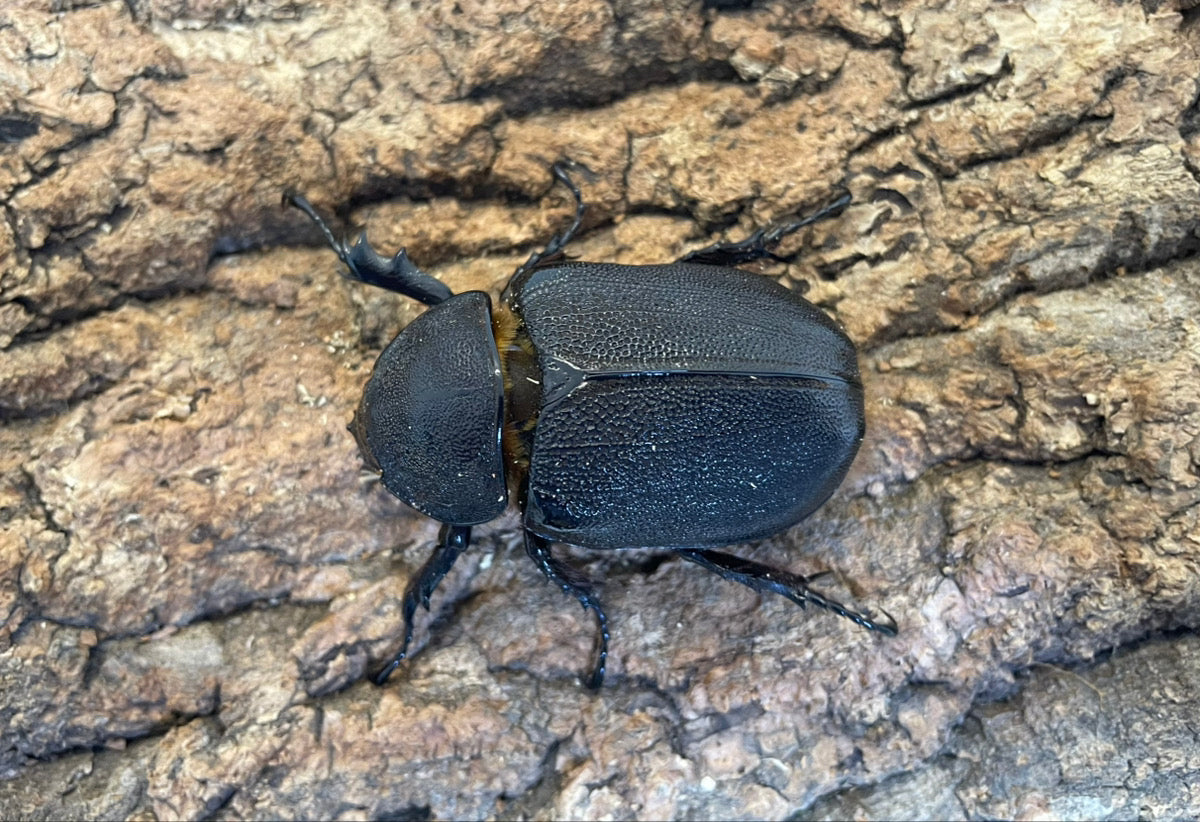 サタンオオカブト