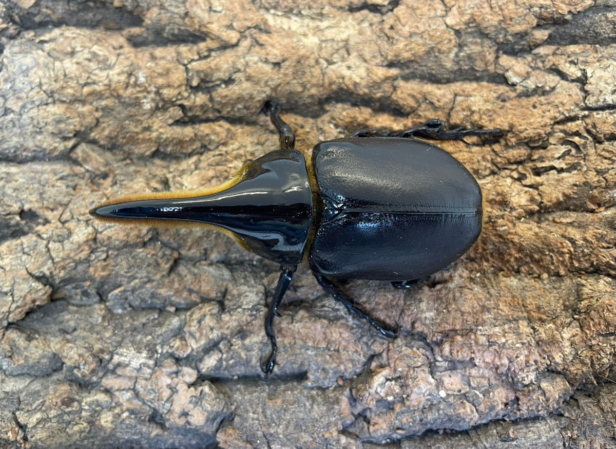 サタンオオカブト