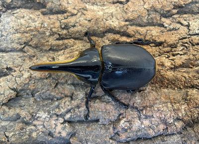 サタンオオカブト