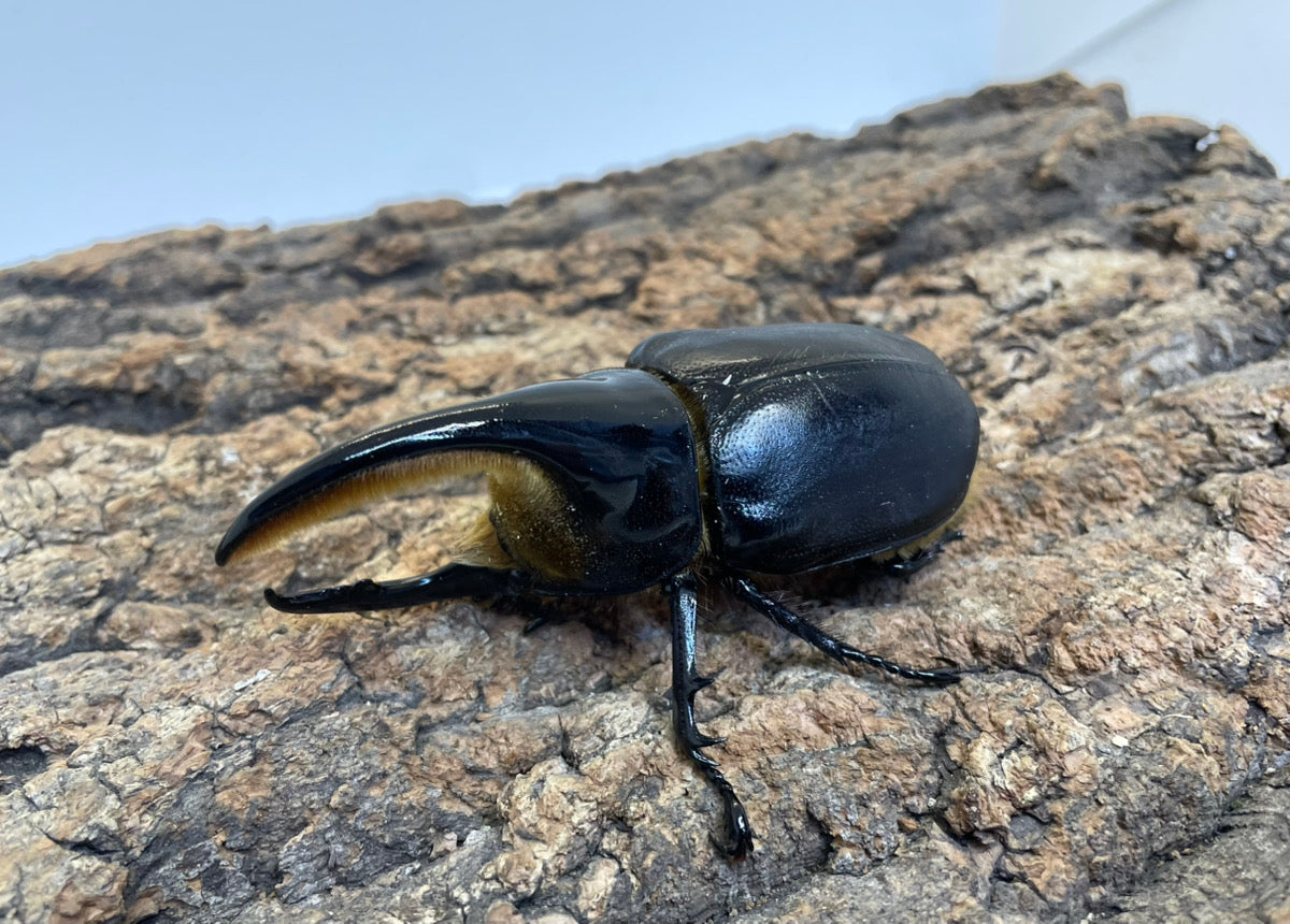 サタンオオカブト