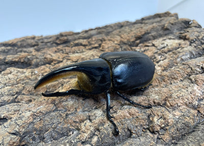 サタンオオカブト