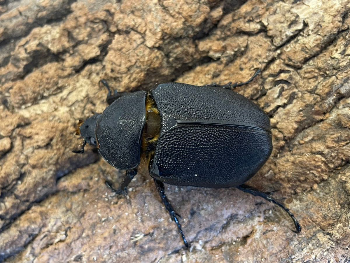 サタンオオカブト