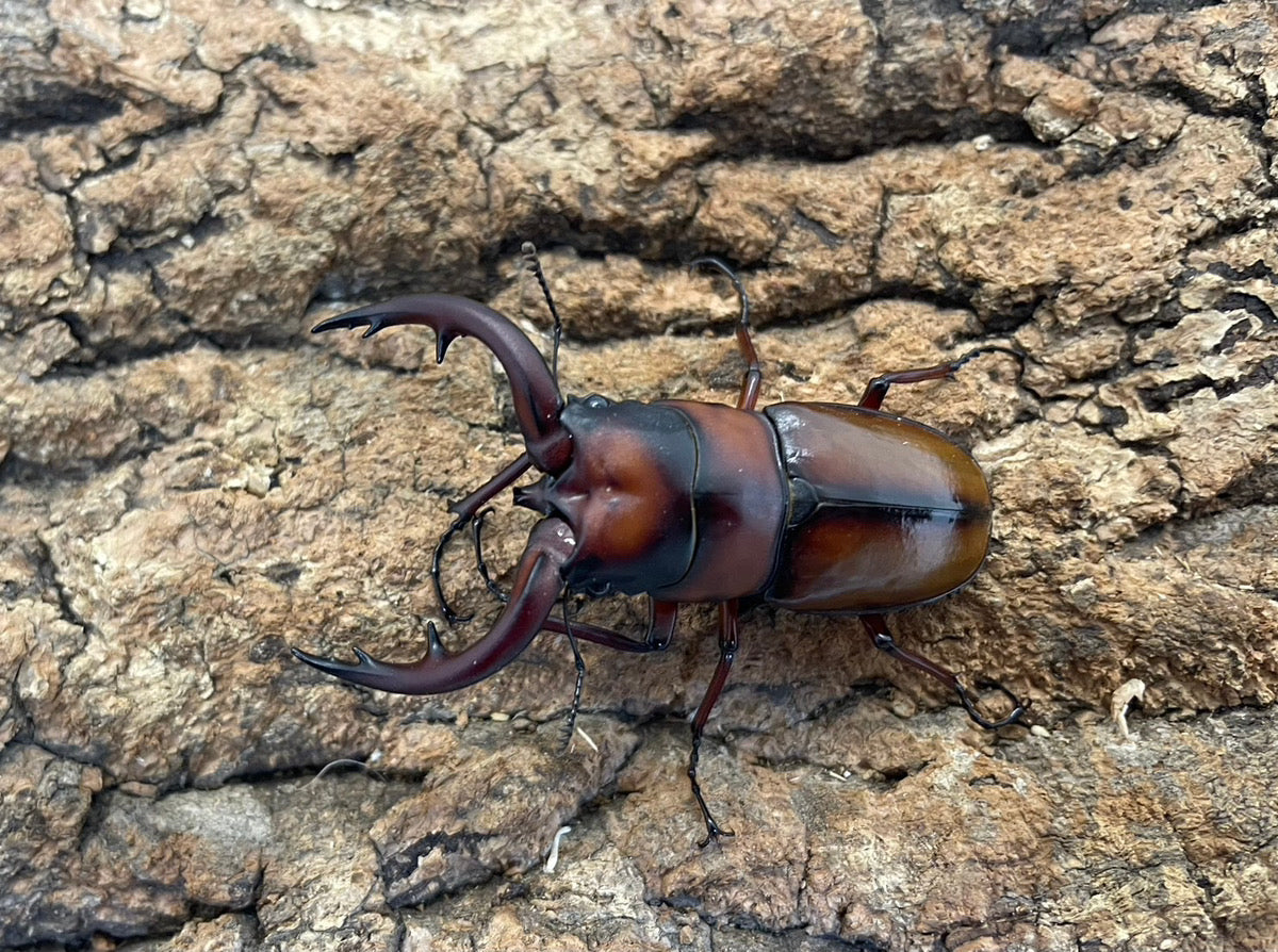 【幼虫】トカラノコギリクワガタ