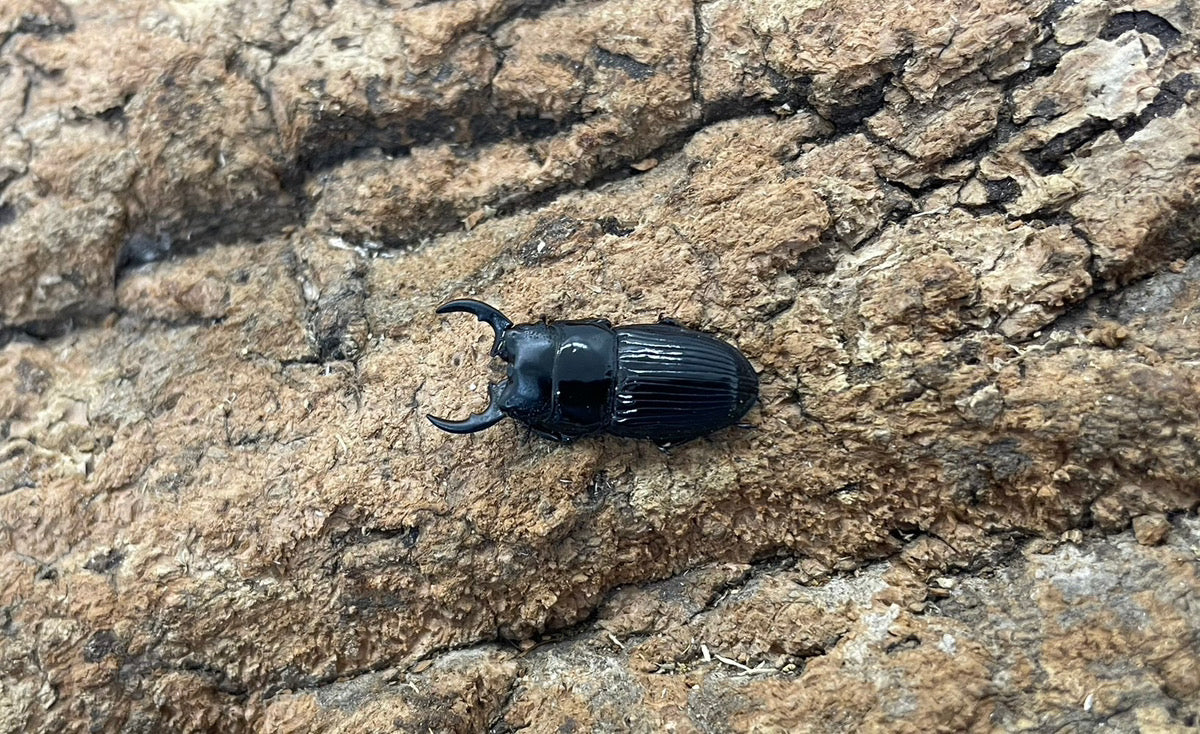 【幼虫】チェリフェルネブトクワガタ