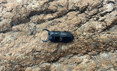 【幼虫】チェリフェルネブトクワガタ