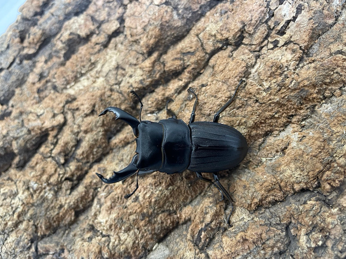 【幼虫】スジブトヒラタクワガタ