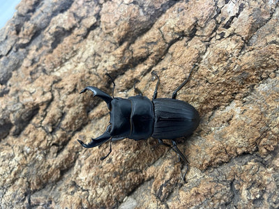 【幼虫】スジブトヒラタクワガタ