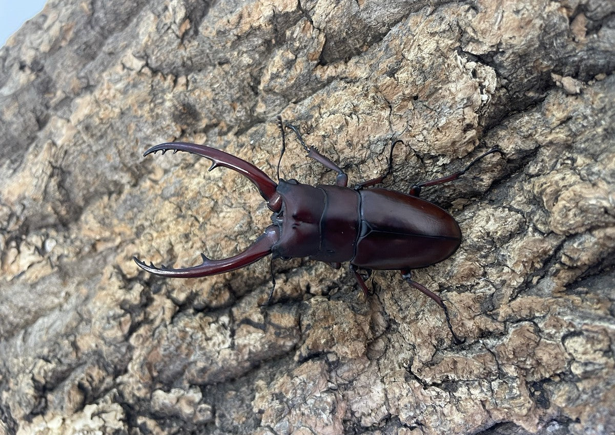 【幼虫】アスタコイデスノコギリクワガタ