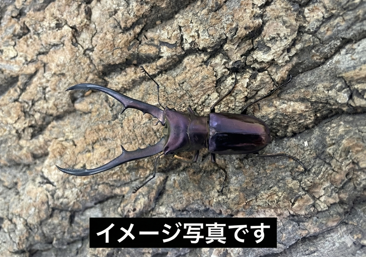 【幼虫】メタリフェルホソアカクワガタ