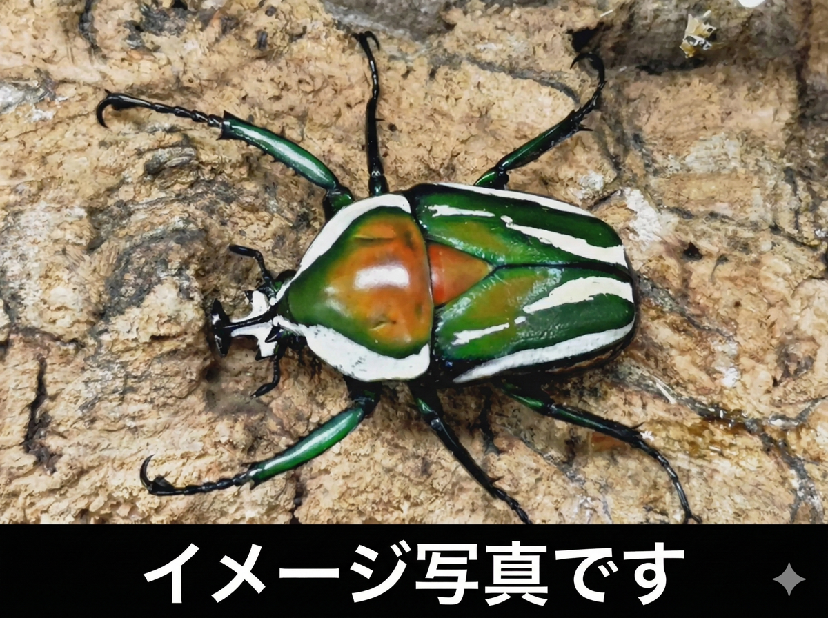 【幼虫】シロヘリミドリツノカナブン