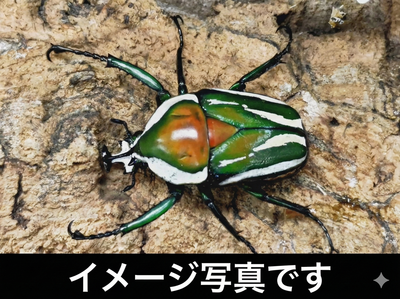 【幼虫】シロヘリミドリツノカナブン