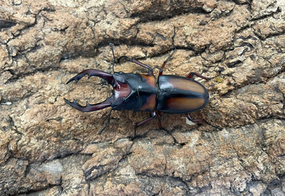 ミラビリスノコギリクワガタ