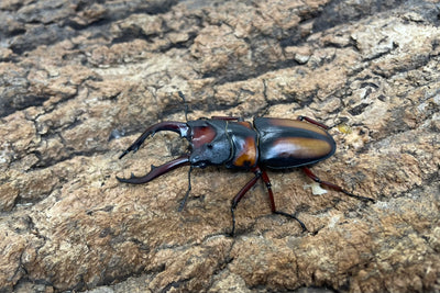 ミラビリスノコギリクワガタ