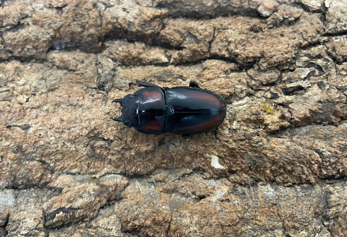 ミラビリスノコギリクワガタ – INSECT SHOP KMY