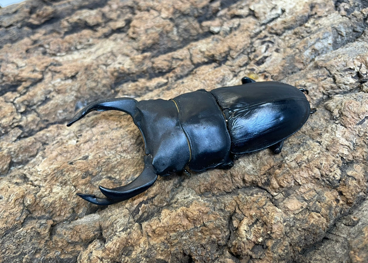 オオクワガタ（YG） ペア ♂81mm 能勢産 CB – INSECT SHOP KMY