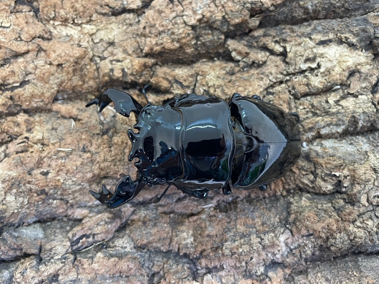 タランドゥスオオツヤクワガタ