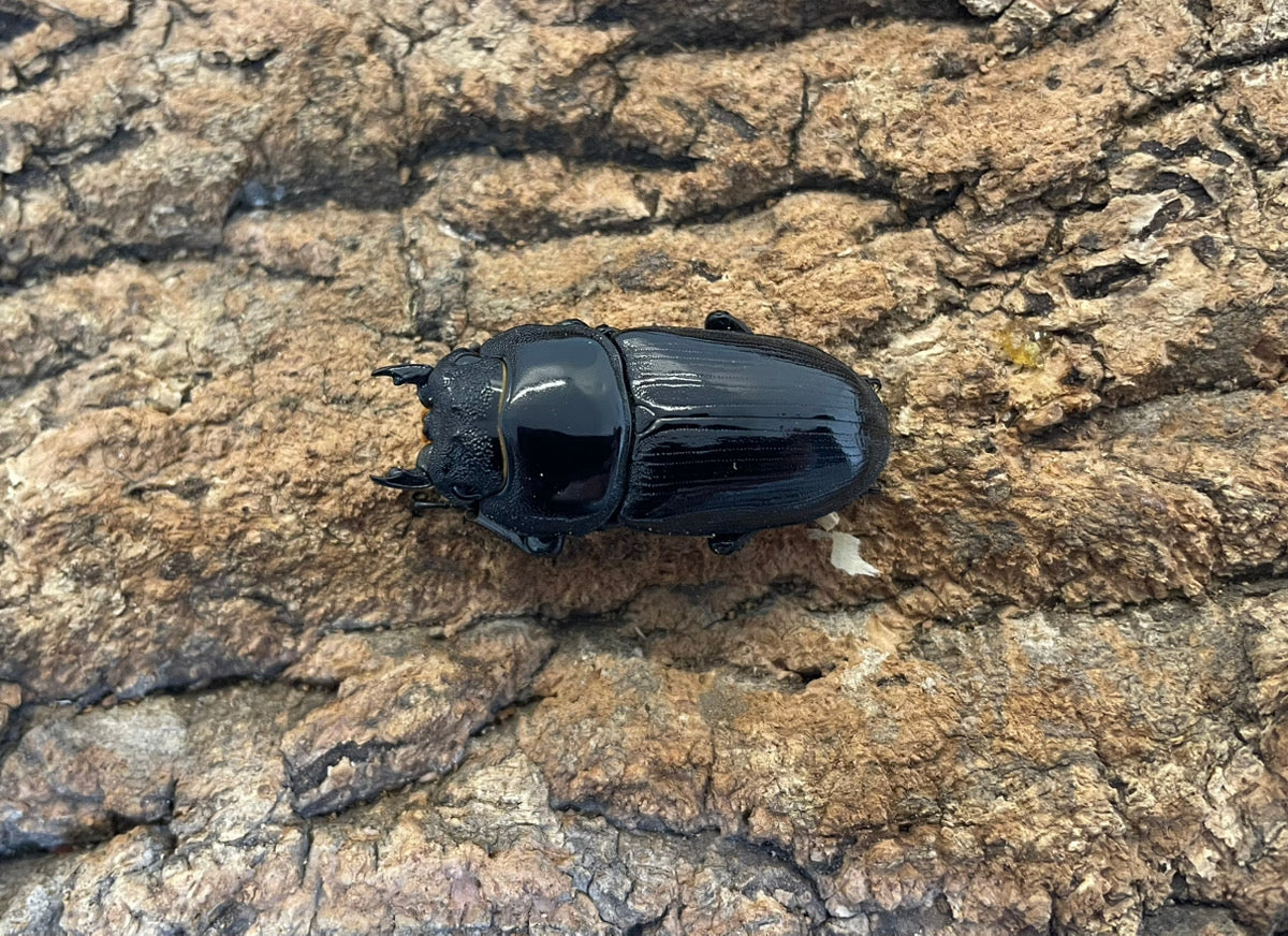 オオクワガタ（YG）