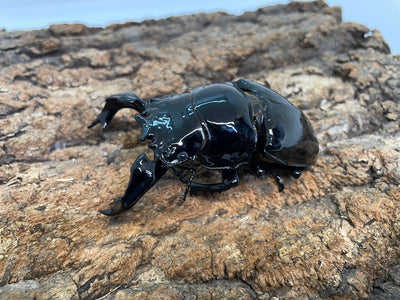 タランドゥスオオツヤクワガタ