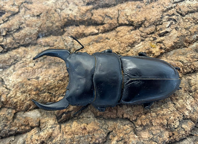 オオクワガタ（YG）