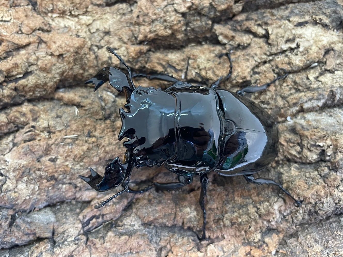 タランドゥスオオツヤクワガタ