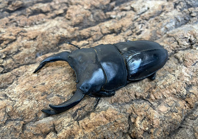 オオクワガタ（YG）