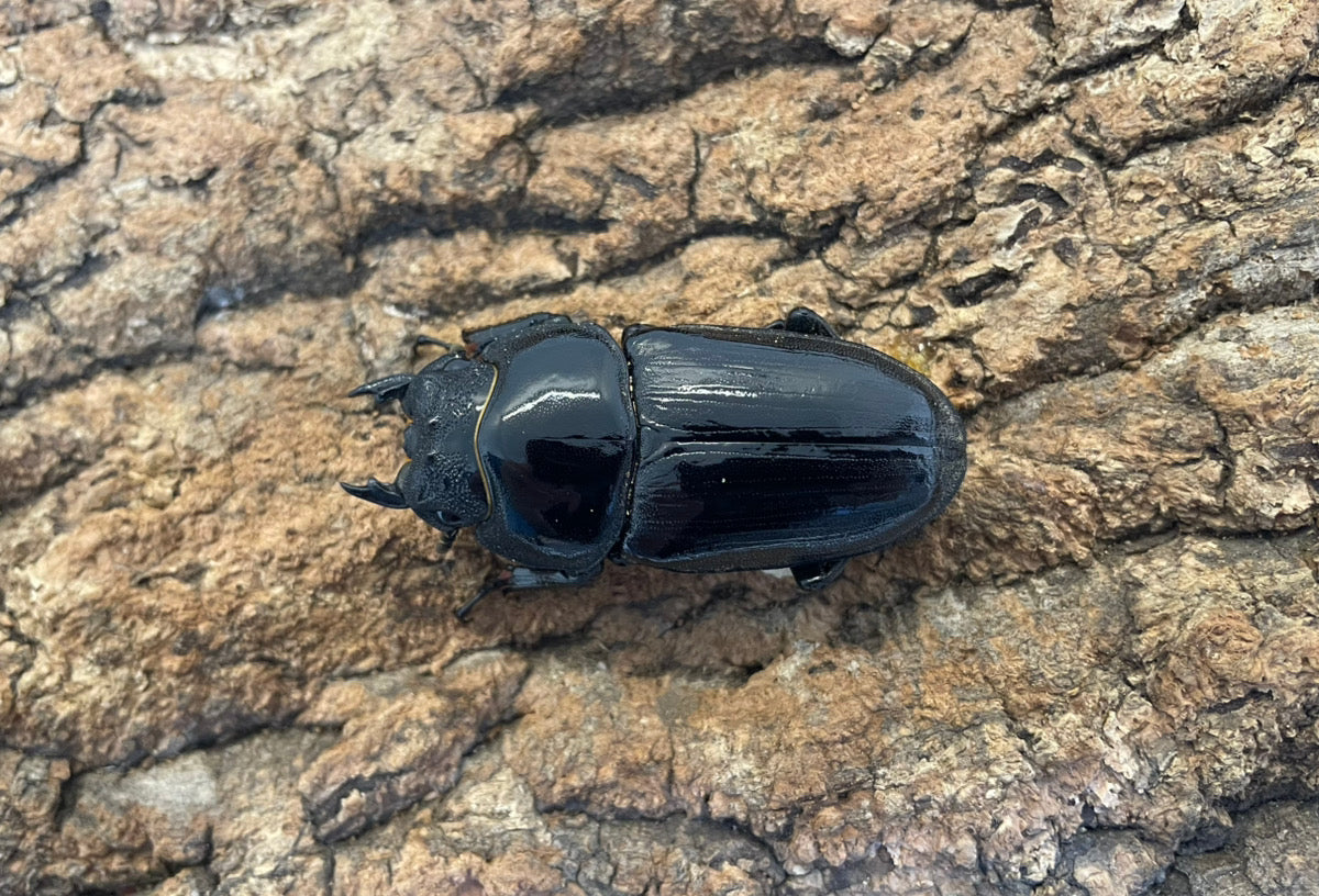 オオクワガタ（YG）