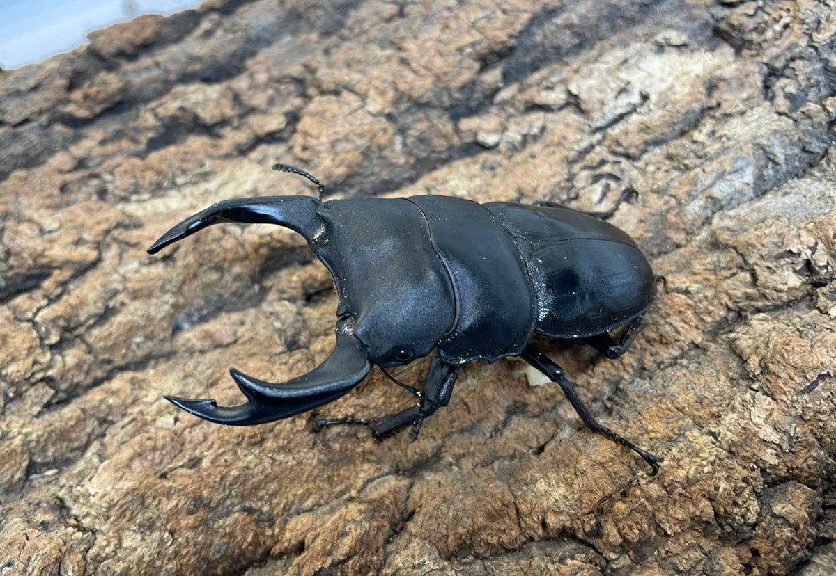 オオクワガタ（YG）