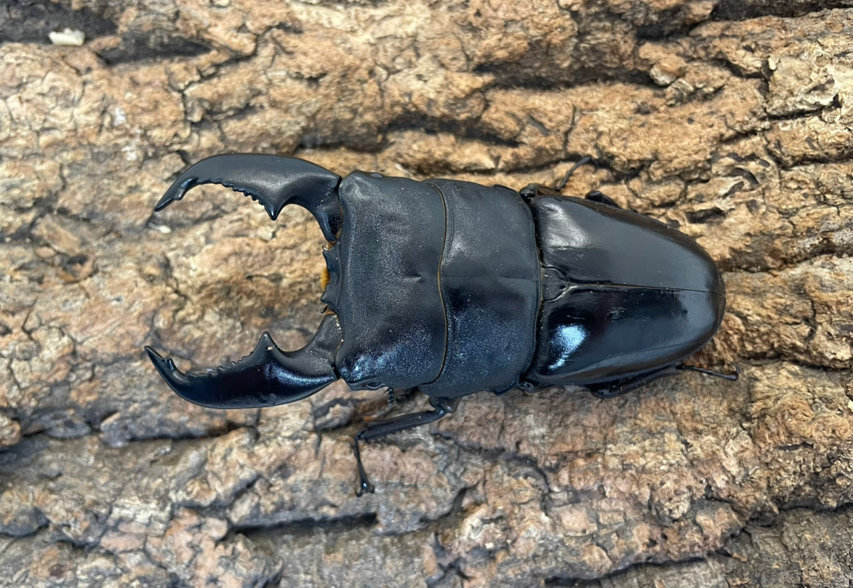 スマトラオオヒラタクワガタ