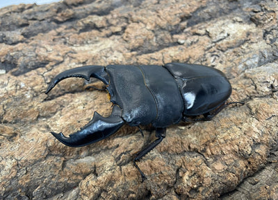 スマトラオオヒラタクワガタ