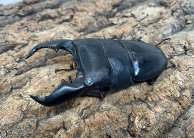 スマトラオオヒラタクワガタ