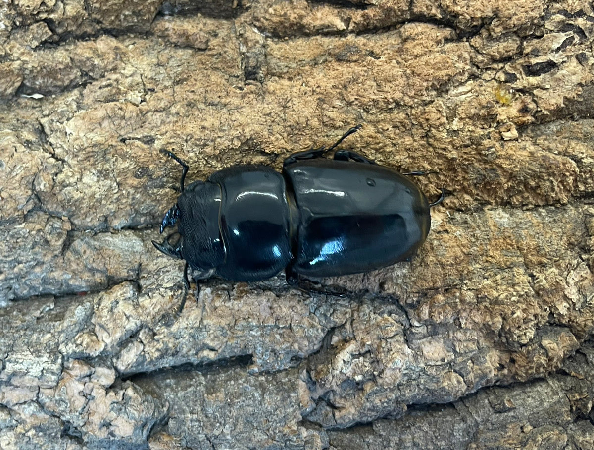 スマトラオオヒラタクワガタ