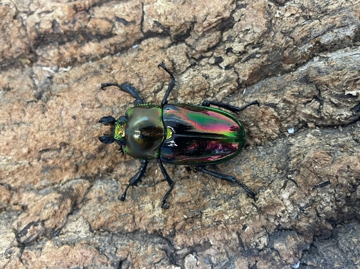 ニジイロクワガタ – INSECT SHOP KMY