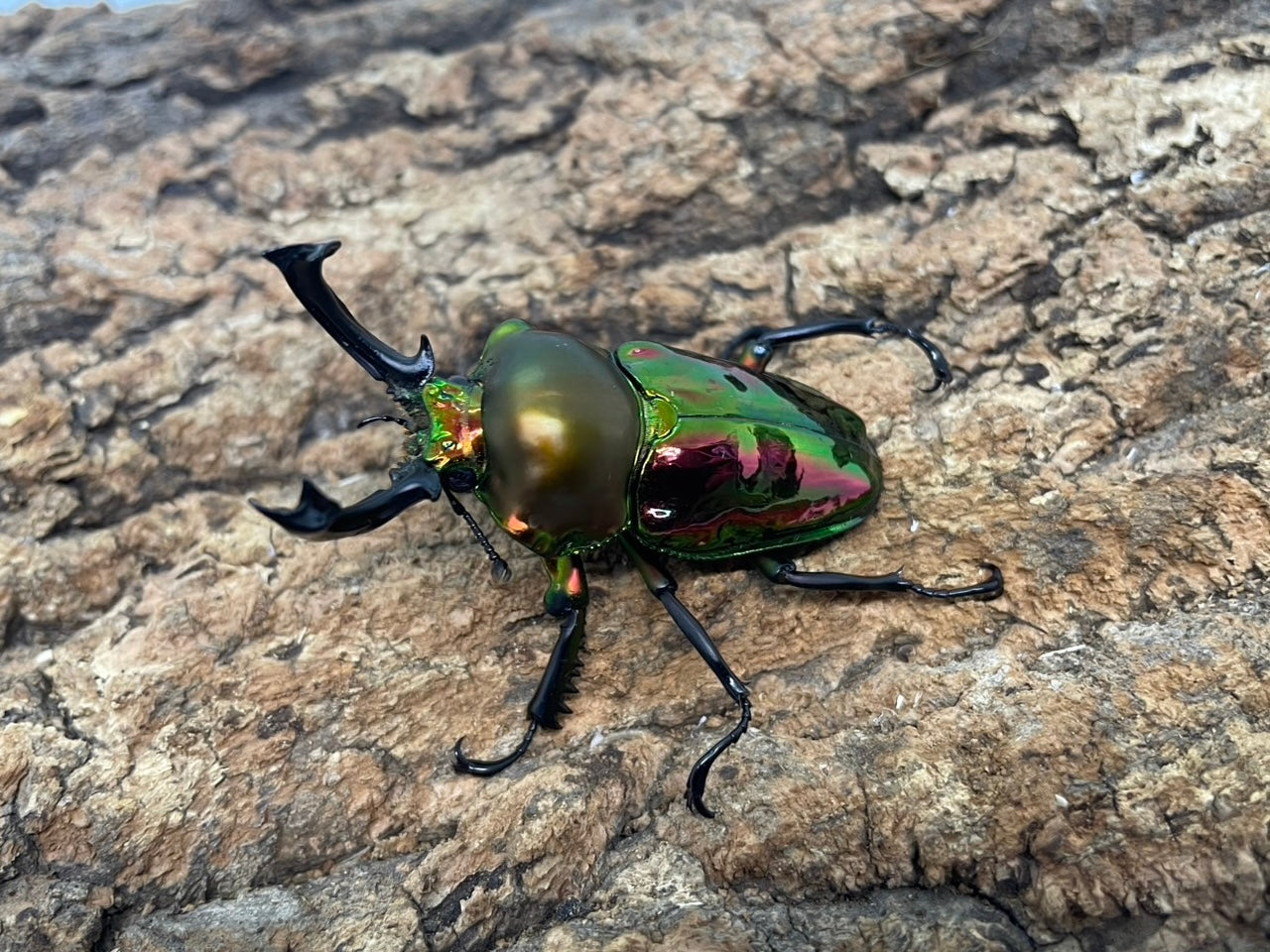 ニジイロクワガタ