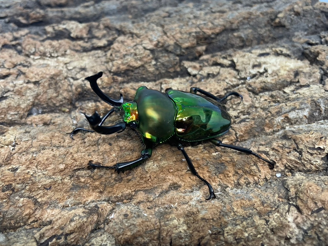 ニジイロクワガタ