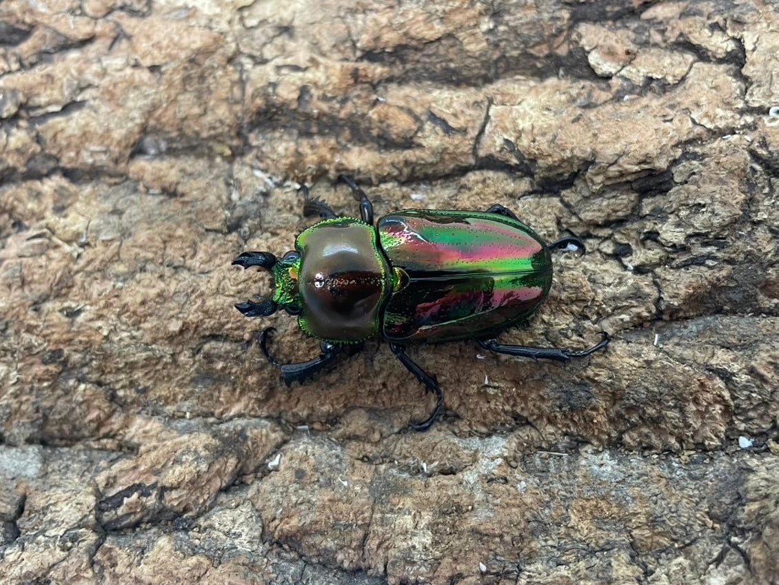 ニジイロクワガタ – INSECT SHOP KMY