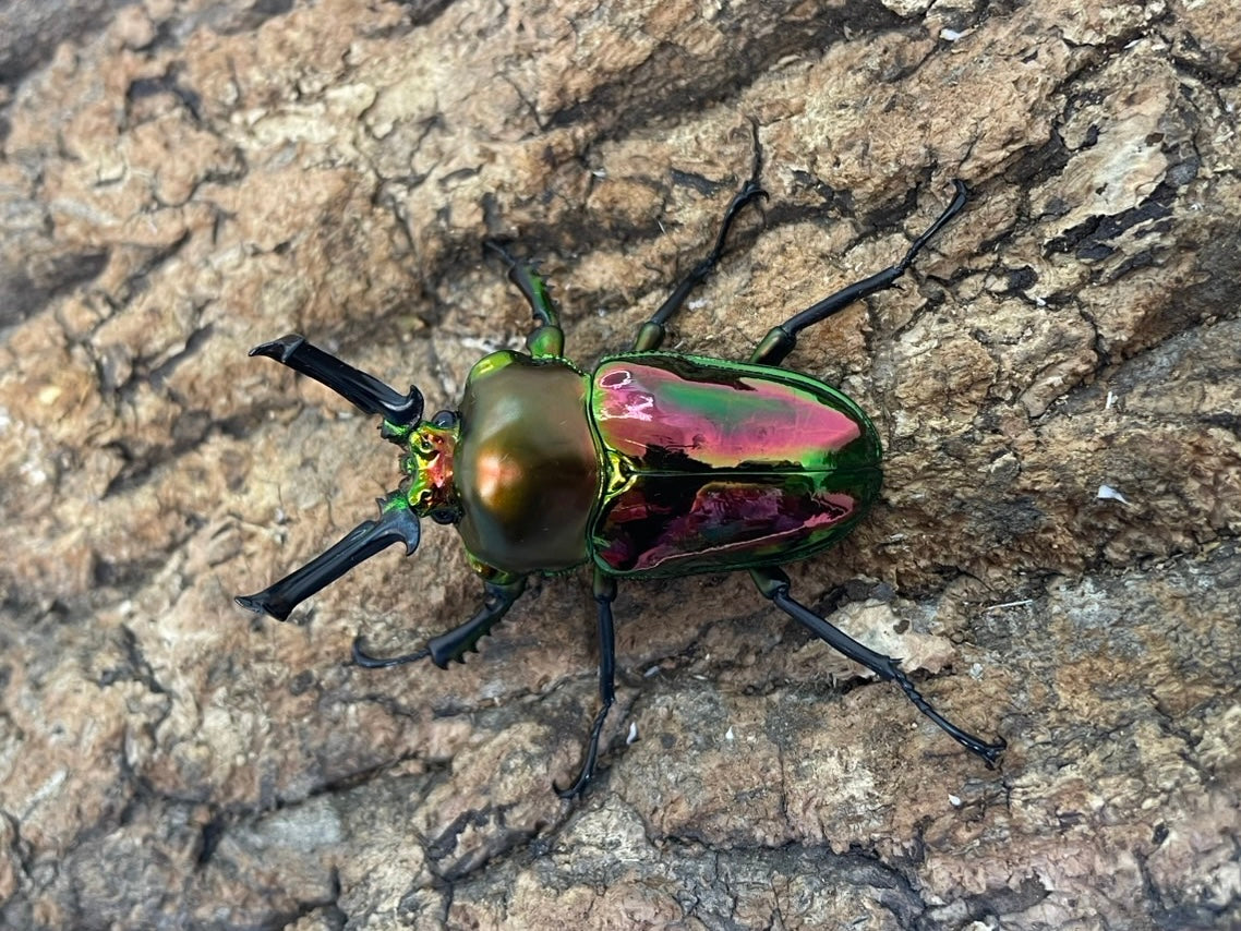 新着 – INSECT SHOP KMY