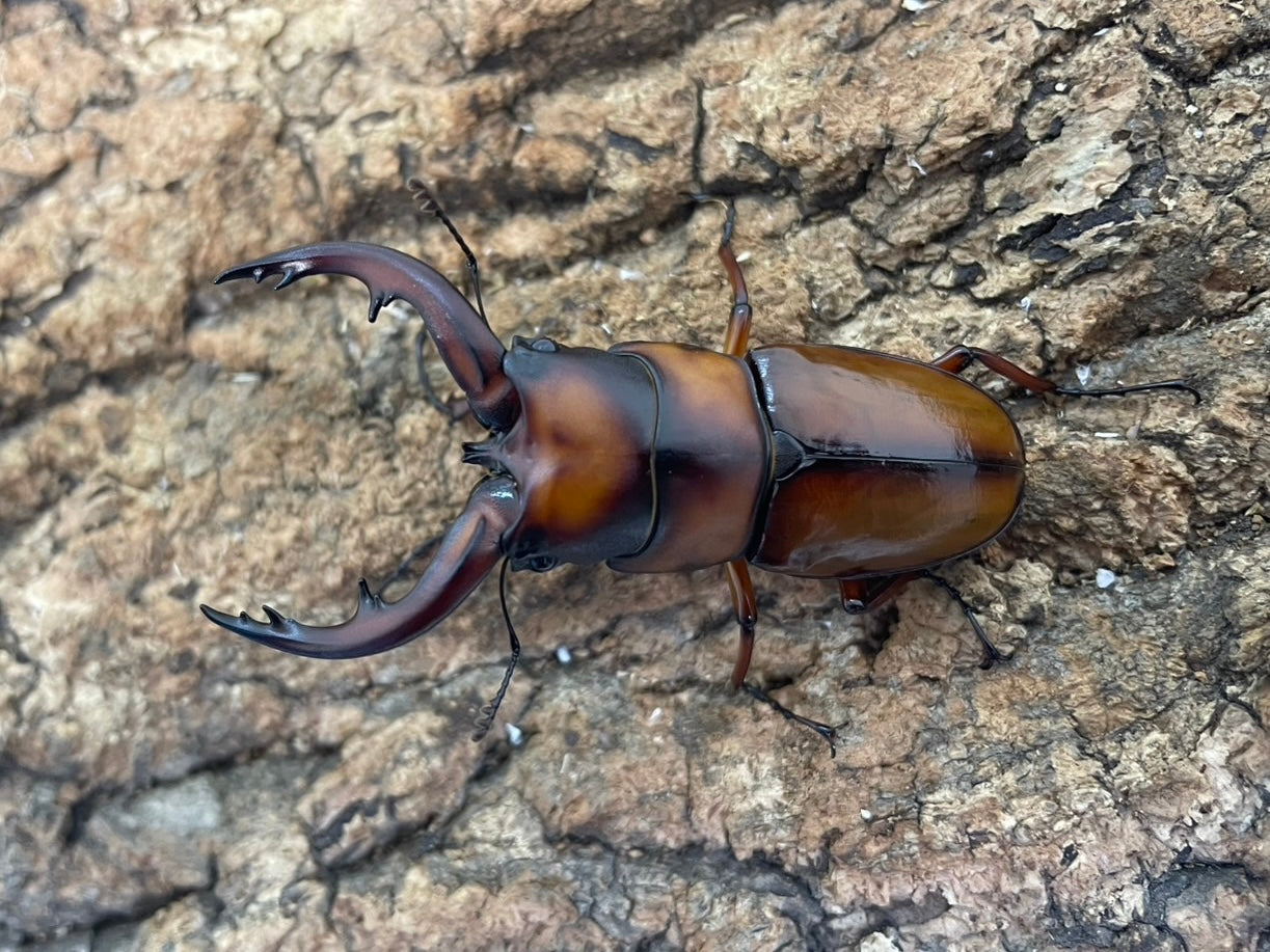 トカラノコギリクワガタ