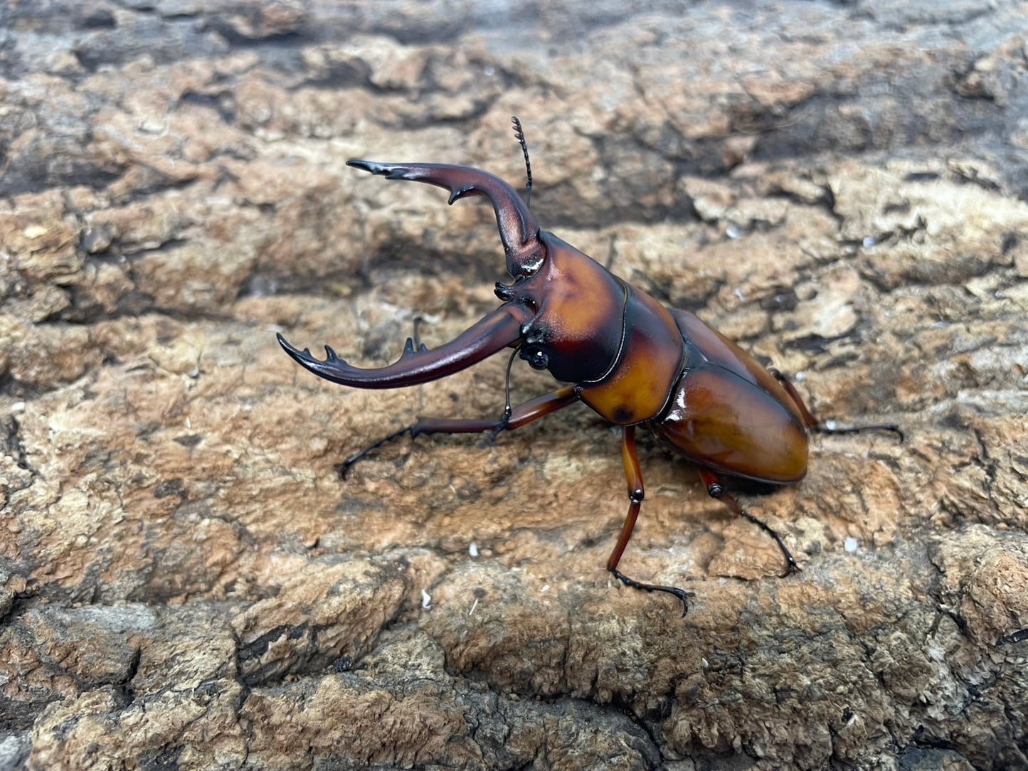 トカラノコギリクワガタ