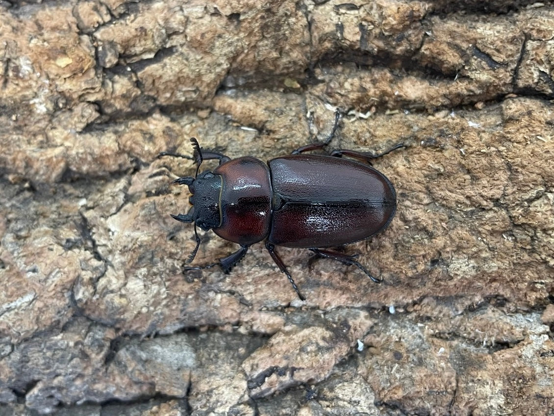 トカラノコギリクワガタ