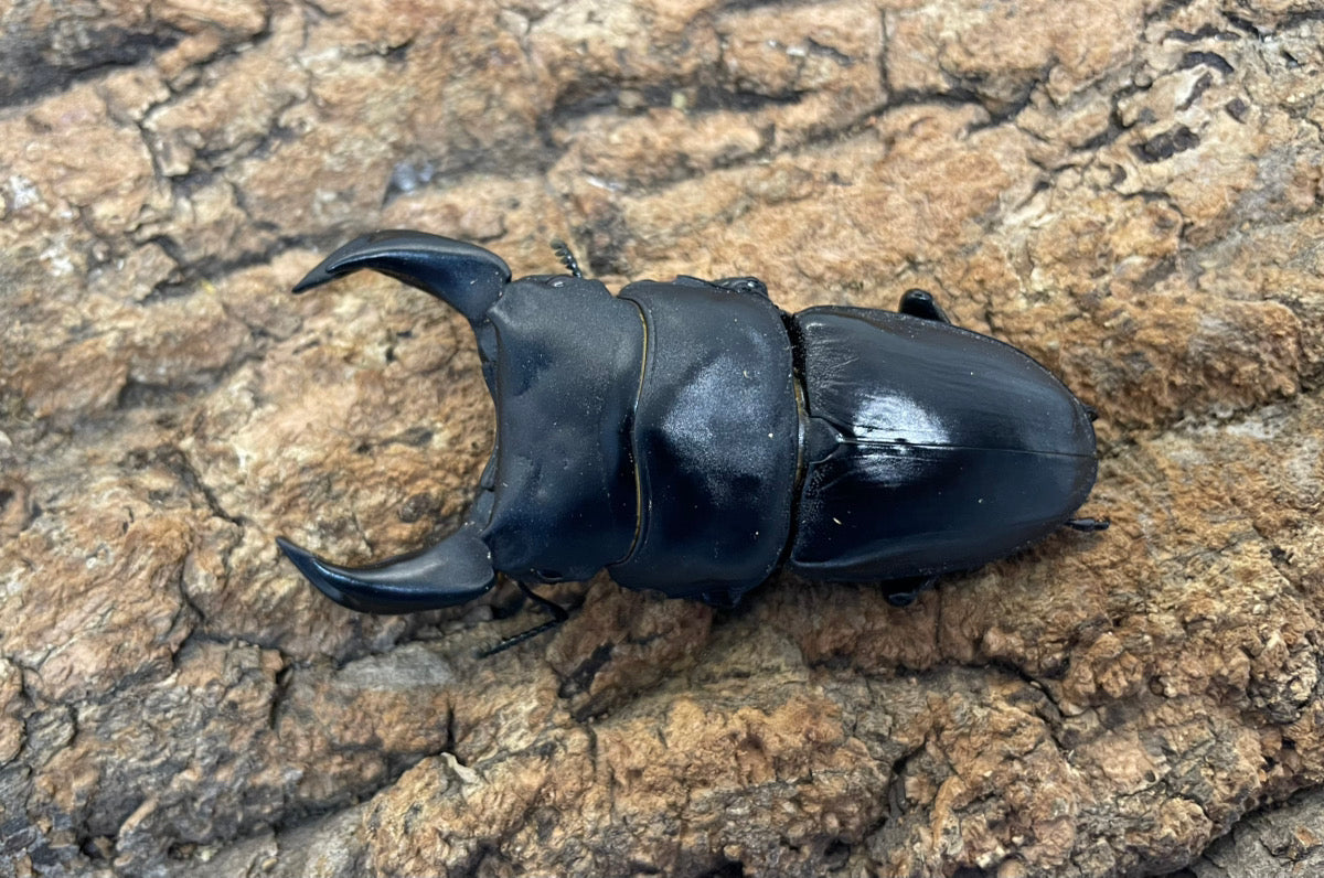 ホペイオオクワガタ