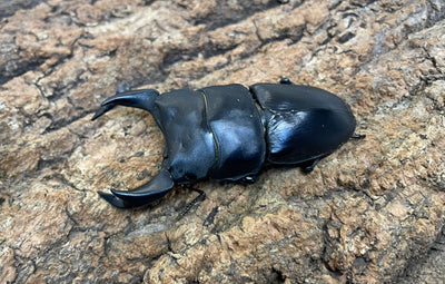 ホペイオオクワガタ