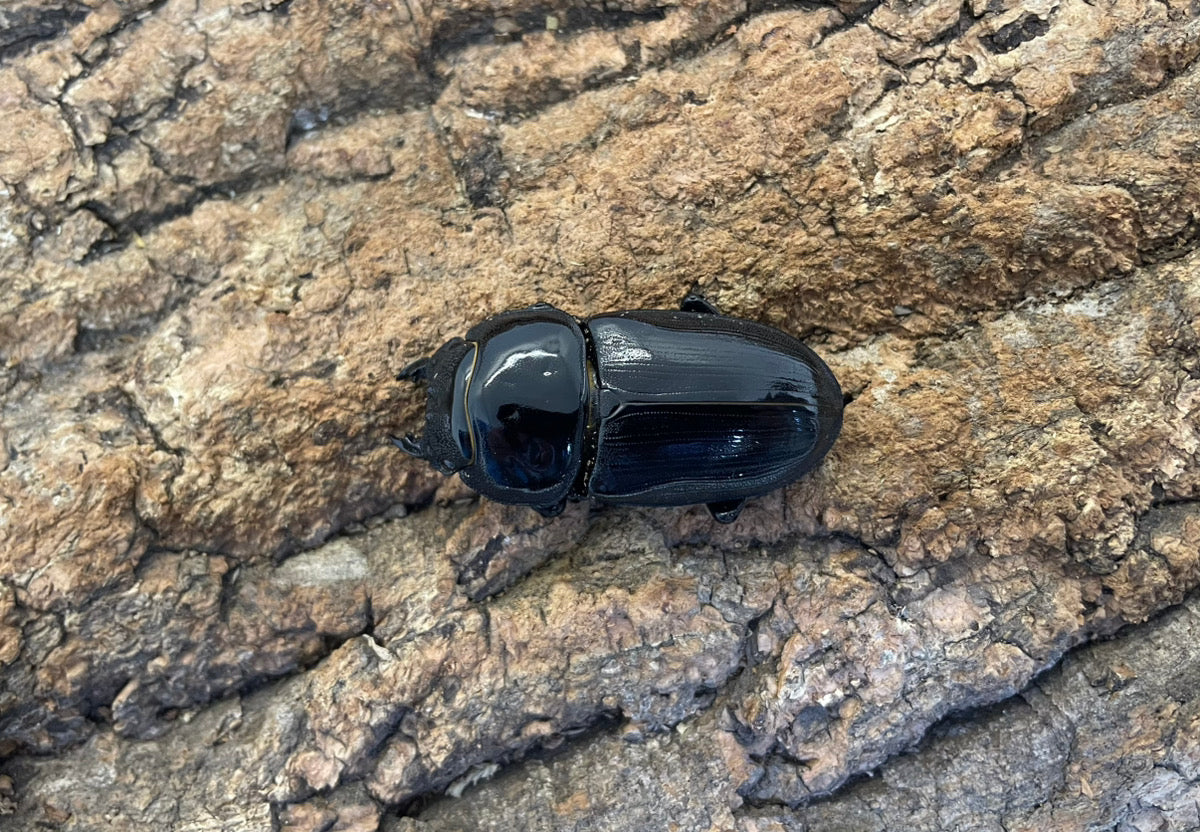 ホペイオオクワガタ