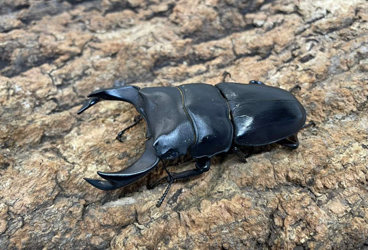 ホペイオオクワガタ