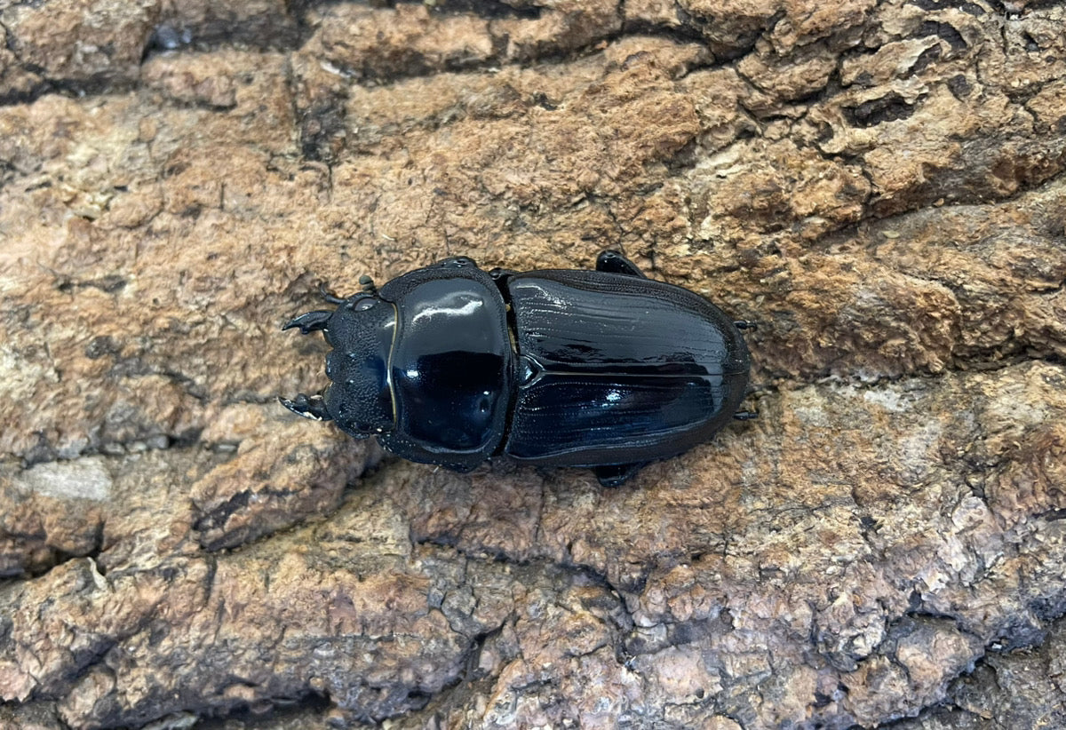 ホペイオオクワガタ