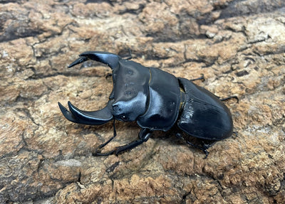 ホペイオオクワガタ