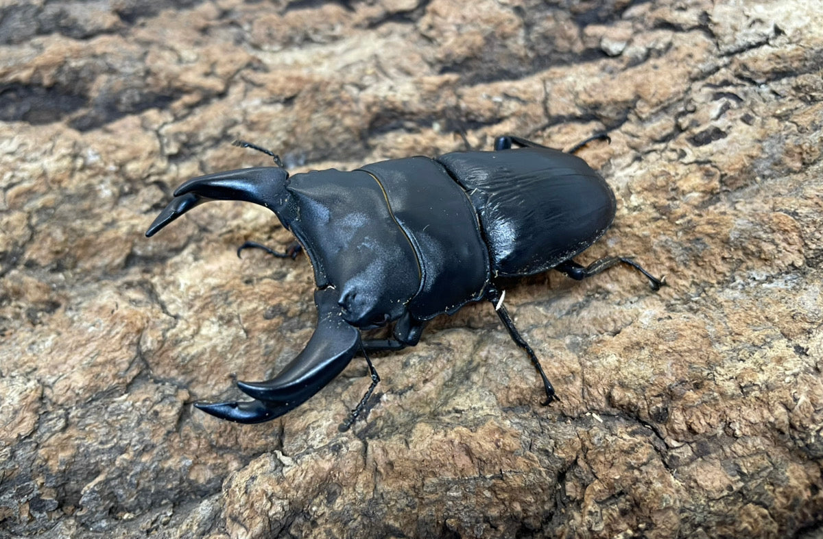 ホペイオオクワガタ