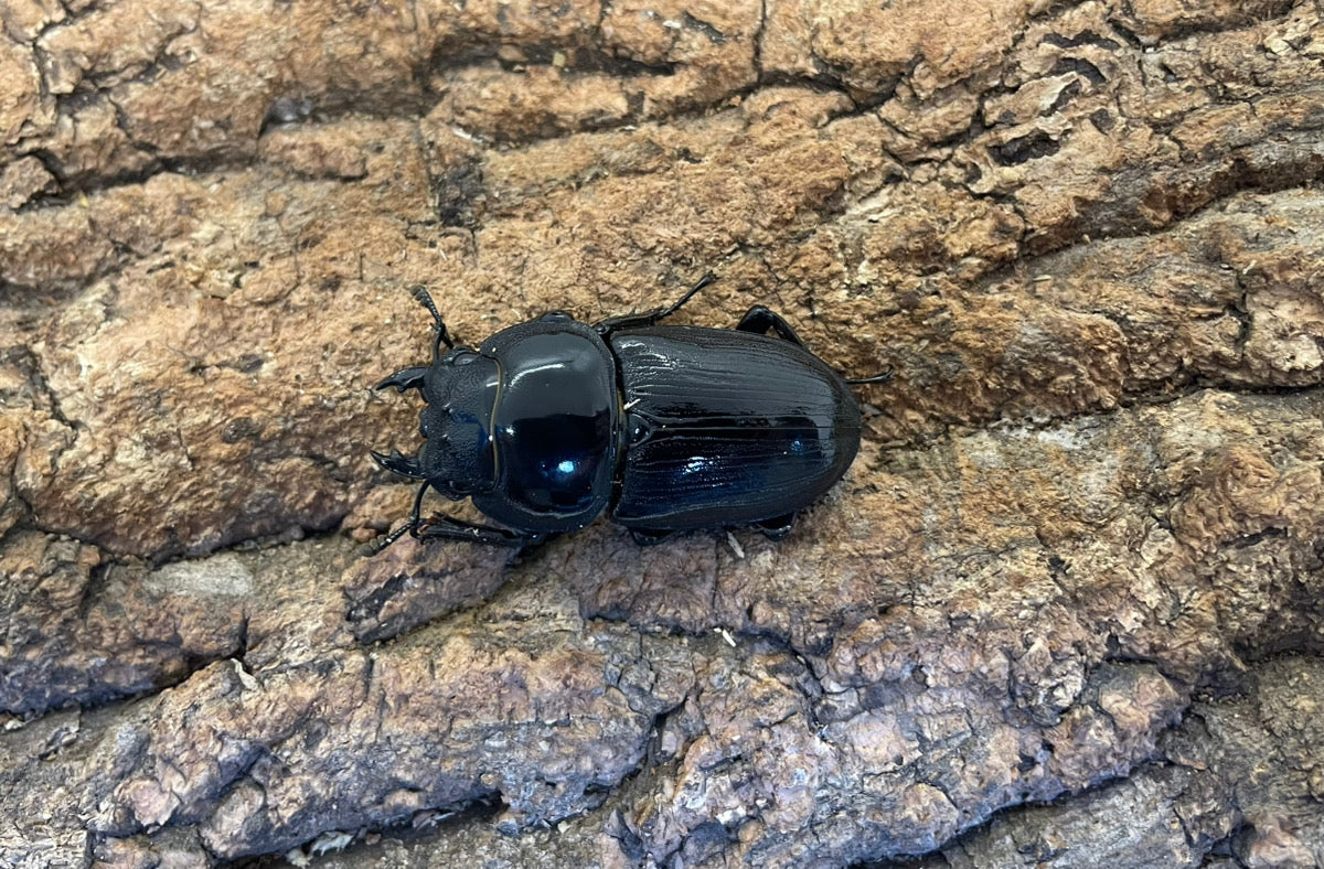 ホペイオオクワガタ