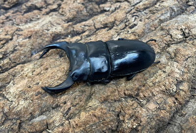 ホペイオオクワガタ