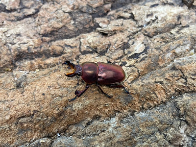 アウラタキンイロクワガタ