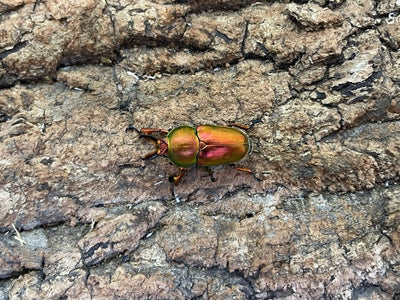 アウラタキンイロクワガタ